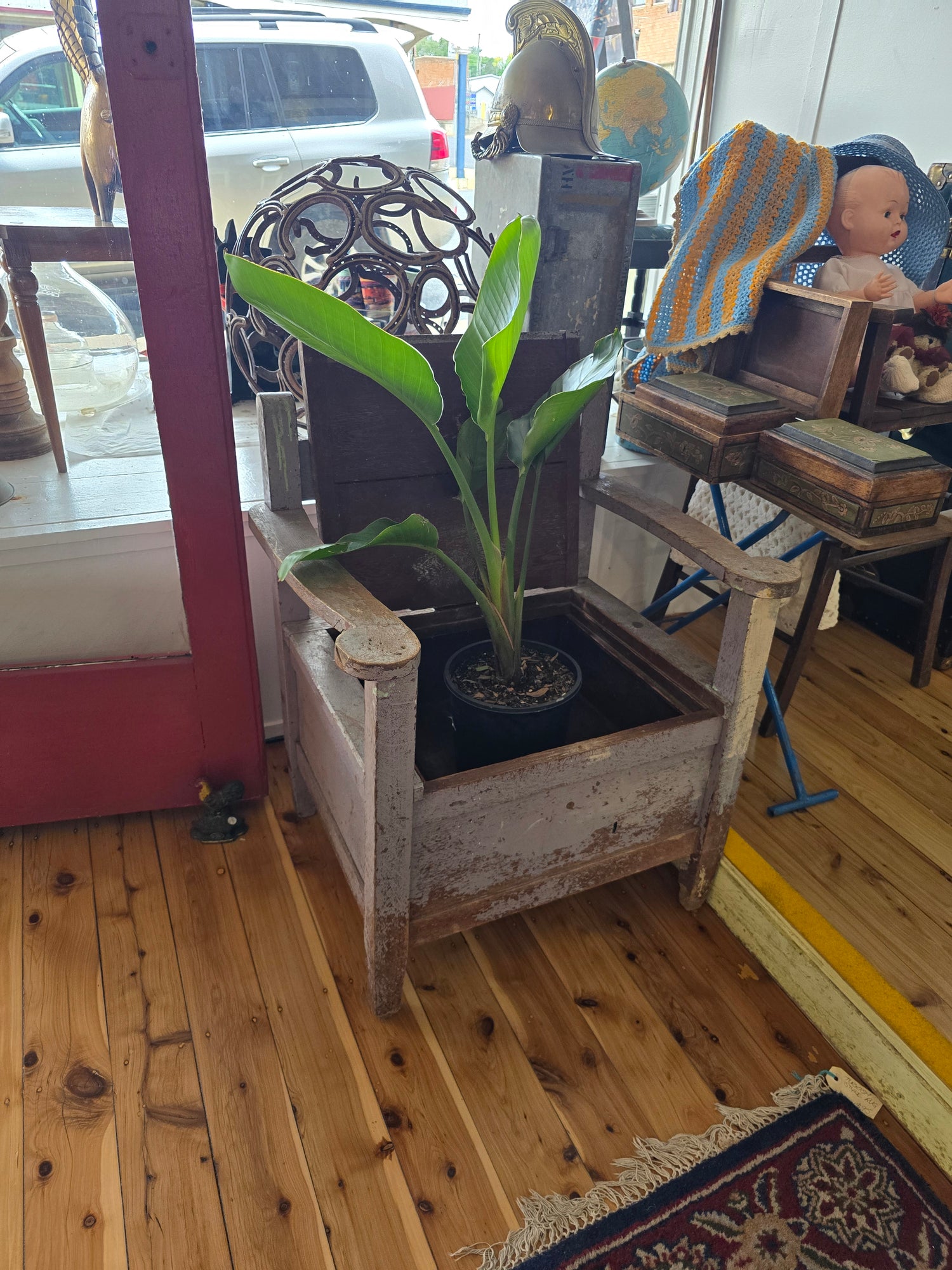 Plants